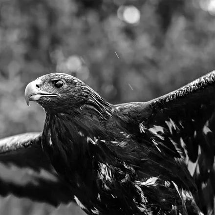 Blood Eagle