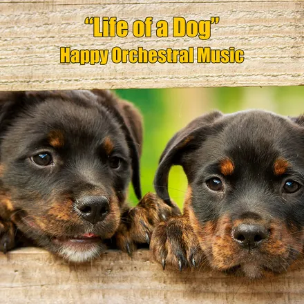 Life of a Dog