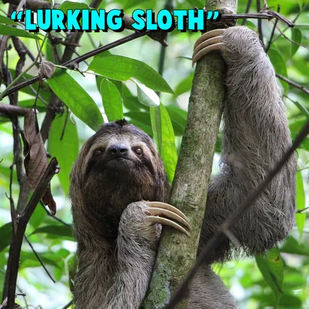 Lurking Sloth